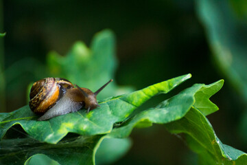 little brown snail on a green oak leaf © Paulina