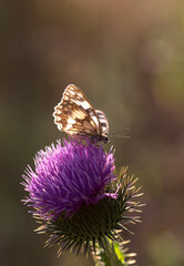 Marbled white butterfly on purple thistle with bokeh light from behind romantic macro