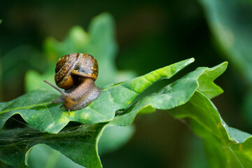 little brown snail on a green oak leaf © Paulina