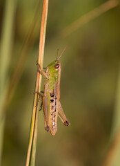 Grasshopper close up with green brown background
