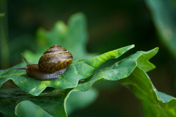 little brown snail on a green oak leaf - obrazy, fototapety, plakaty
