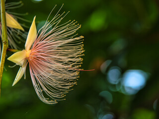 Okinawa,Japan - June 28, 2021: Closeup of Barringtonia racemosa or powder-puff tree
