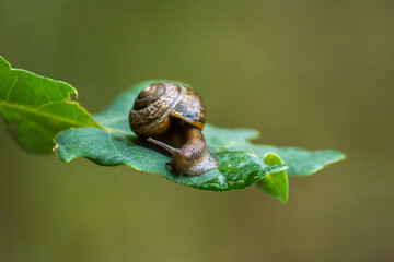 little brown snail on a green oak leaf