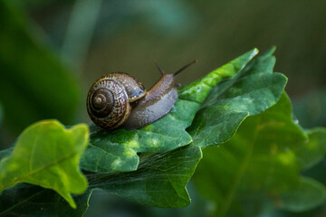 little brown snail on a green oak leaf © Paulina