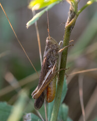 Grasshopper with red abdomen macro 