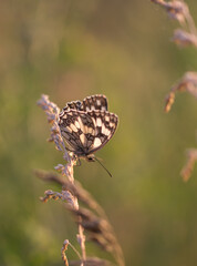 romantic marbled white butterfly with green background