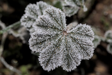 pasto y maleza congelada por el frio del invierno, escarcha mañanera frio invierno
