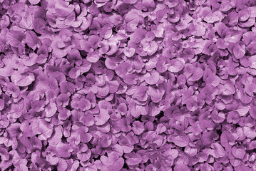 Natural background of purple leaves plants