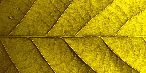 
Yellow oak leaf in macro