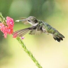 COLIBRI EN VUELO, COSTA RICA © Sebastian