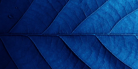 Fototapete Makrofotografie Blaues Eichenblatt im Makro mit Schatten.