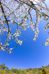 almond blossom branches in the foreground against a blue cane on a clear day, vertical
