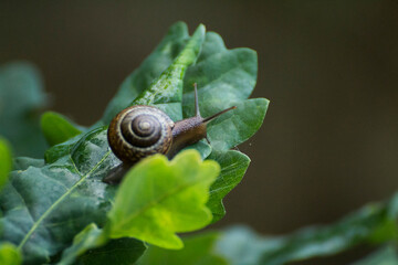 little brown snail on a green oak leaf © Paulina