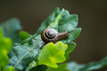 little brown snail on a green oak leaf © Paulina