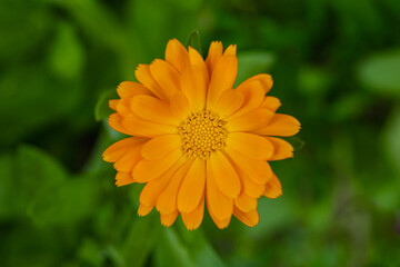 Pot Marigold, Calendula officinalis, yellow flower closeup, single flower in nature