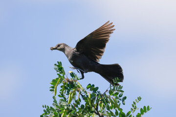 Brown headed cowbird flaps its wings.