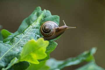 little brown snail on a green oak leaf © Paulina