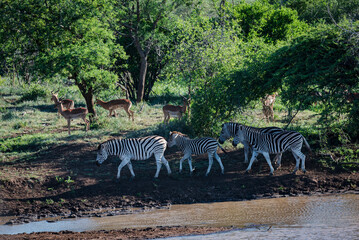 Fototapeta na wymiar Zebras and Impalas