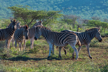Fototapeta na wymiar A Dazzle of Zebras