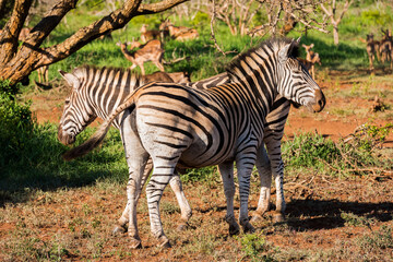 Fototapeta na wymiar A Pair of Zebras