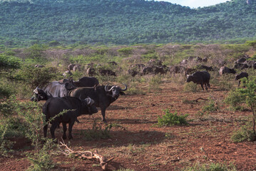 Herd of African Buffalo