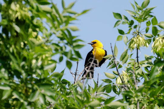 Yellow headed blackbird perched on a tree.