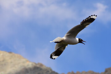 Seagull Flying in Cordillera de Los Andes, Mendoza, Argentina