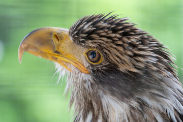 Juveiline Bald Eagle