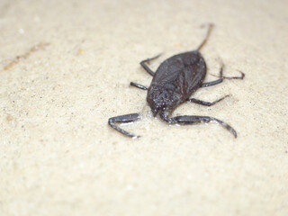 Water scorpion (Nepa cinerea). Predatory aquatic bug in the family Nepidae, with caudal process that acts as breathing tube.
