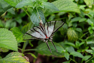 Obraz premium Kite Swallowtail butterfly