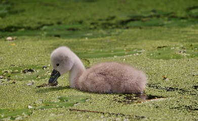 Schwanenbaby schwimmt durch Entengrütze