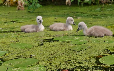 Schwanbabys auf dem Wasser