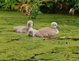 Schwanenküken in Entengrütze