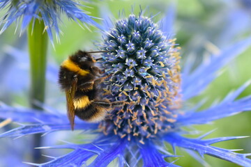The white-tailed bumble bee is on a blue eryngium spiky flower collecting nectar This garden border perennial plant gets bigger and brighter every year and attracts many bees and butterflies in summer - obrazy, fototapety, plakaty