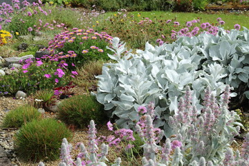 Colourful garden rockery featuring seaside daisies and senecio plant amongt others in bloom during summer