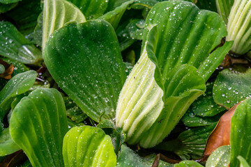 Pistia stratiotes pertenece a la familia Araceae