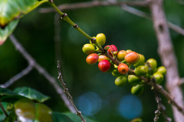 Coffea arabica pertenece a la familia Rubiaceae