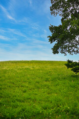 Fototapeta na wymiar 芝生と空と木の風景