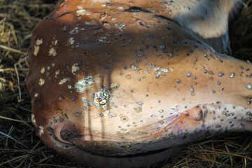 Fototapete bei efototapeten.de bestellen   