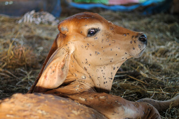 Lumpyskin disease that occurs in cows. The calf has lumpyskin, causing lesions of the skin all over...