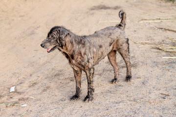 The black dog with leprosy was standing on the ground.