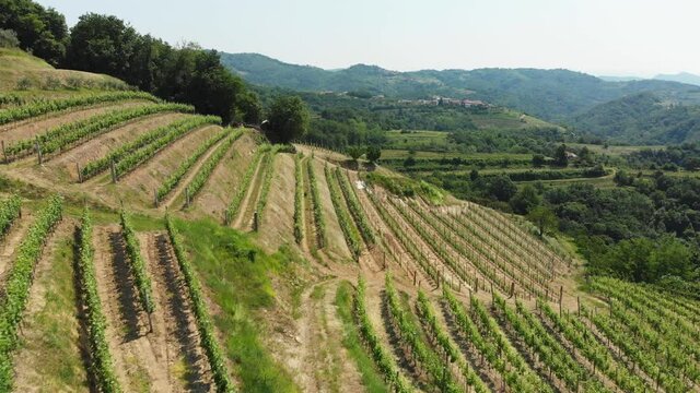 Drone shot, beautiful wine region of Goriška Brda in Slovenia, Europe. Vitis vinifera, the common grape vine, vineyards.