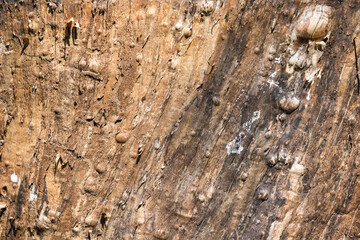 texture of wood