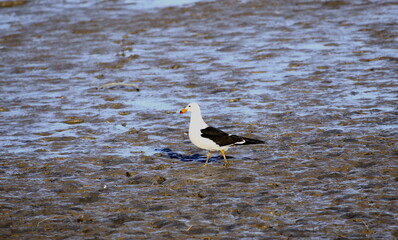 gaviotas caminando por la ria de Bahia Blanca