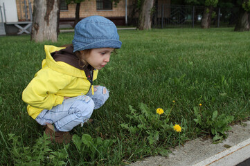 A little girl in a yellow jacket on a background of green grass, looks at a yellow dandelion. A happy and carefree childhood. The concept of well-being in families where a small child grows