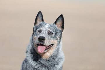 Australian cattle breed dog or Blue heeler portrait outdoors at sunny beach