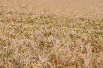 Roggen, Roggenfeld in Niedersachsen, Deutschland