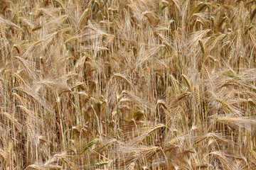 Roggen, Roggenfeld in Niedersachsen, Deutschland