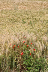 Rote Mohnblumen, Klatschmohn am Feldrand