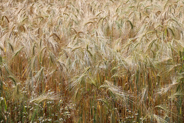 Roggen, Roggenfeld in Niedersachsen, Deutschland